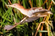 Australian Little Bittern (Ixobrychus minutus)